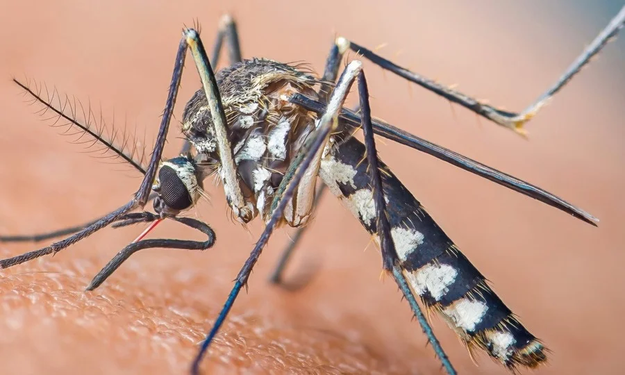 Mosquito on skin transmitting